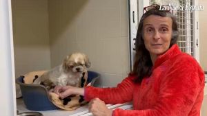 Los perros del criadero ilegal de Gijón, una semana después de su rescate: varias perras de parto y las primeras familias recogiendo los cachorros que compraron