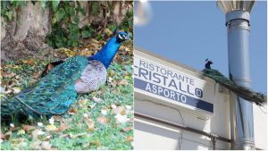 I pavoni di Punta Marina diventano un caso nazionale: “Sono bellissimi, ma serve un’area dedicata?”