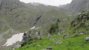 Gli orsi bruni a casa loro, nelle Dolomiti di Brenta, come non li avevamo mai visti