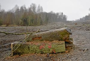 Verschärfungen im Umweltstrafrecht als Alibi-Naturschutz