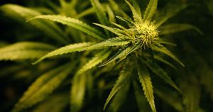 Man charged after more than 100 cannabis plants discovered