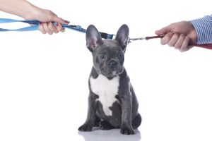 A custódia compartilhada de pets em términos de relacionamentos