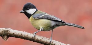 À Paris, les oiseaux continuent de chanter plus aigu à cause du bruit, malgré la lutte contre la pollution sonore