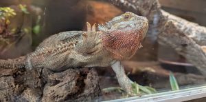 Why your pet reptile ‘surfs’ the glass or rubs against the barriers of their enclosure