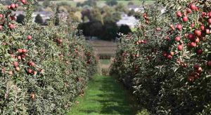 Kashmir needs empowered horticulture task force