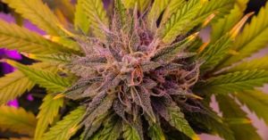 High Hopes or Higher Anxiety?