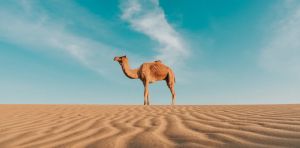 Heat and cold alter how animals fight disease. As the climate changes, this knowledge may be vital