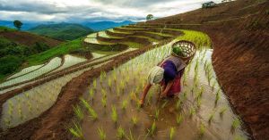 How Nagaland’s 500-Year-Old Zabo Farming System Saves Water and Grows Food Sustainably