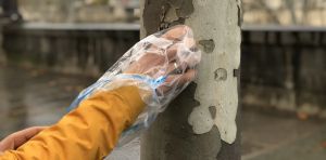Mesurer l’invisible : ce que l’écorce des arbres nous apprend de la pollution de l’air à Paris
