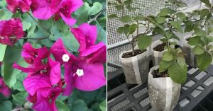 This Delhi Gardener’s Aloe Vera Hack Will Change the Way You Grow Bougainvillaea at Home