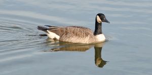 We found a way to turn the poop of Canada geese into chicken feed and crop fertilizer