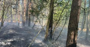 Fire fighters battle blaze in forest