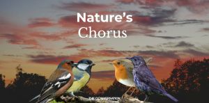 Which bird has the best song? These experts think they know
