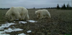 Why do polar bears approach human infrastructure? The answer is more complex than we thought