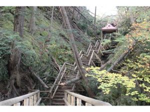 A Walk in the Woods: Fighting climate change together