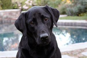 Pass down the crown, Labradors. America has a new favorite dog breed.