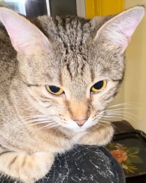 WCF Championships: The Rise of the Kanaani Cat Breed Begins