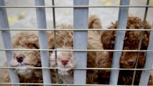 El Ayuntamiento de Gijón aclara que la competencia sobre criaderos y animales de compañía recae en el Principado