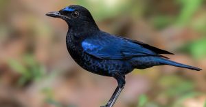 How a Morning Walk & a Whistle Led to a Rare Bird Sighting in Amravati Forest