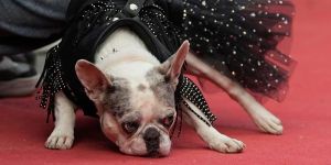 Vägra tänket att ditt barn är en hund
