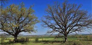 Comment les chênes déjouent les chenilles en retardant l'ouverture de leurs bourgeons