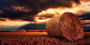 Faith as a Journey (Emor, Covenant & Conversation)