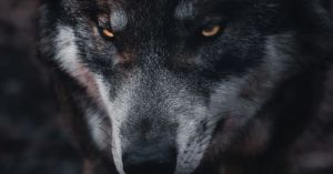The Wolf in Grandmother’s Clothing