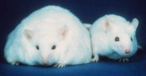 Compassion for Animals in Scientific Research