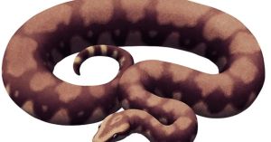 Fóssil descoberto na Índia revela serpente gigante, das maiores já vistas
