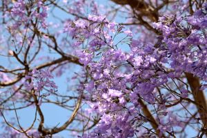 Tots tenim un arbre