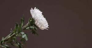 Death notices and funeral announcements from the Norwich Evening News