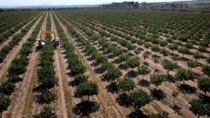 España prevé duplicar sus exportaciones de pistacho a Europa, tras el cierre de fronteras de Irán por la guerra