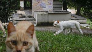 El Ayuntamiento de Vegadeo pone orden a los gatos del pueblo: carnés para cuidadores y control sanitario