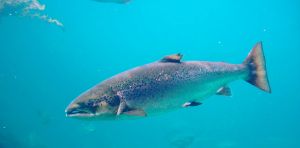 Les résidus de cocaïne dans les rivières et les océans modifient les déplacements des saumons