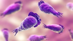 Scientists raise alarm over global spread of deadly amoebas