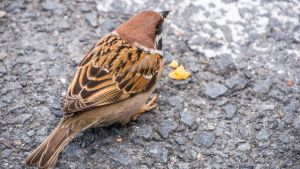 Coitus prohibitivus