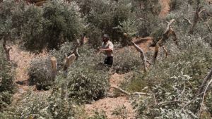 Zeytin ağacından insana uzanan devlet terörü