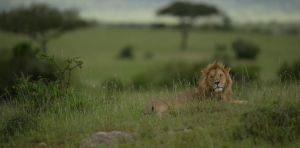 How wildlife conservancies perpetuate green colonialism in Kenya