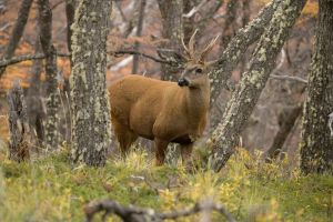The loneliest deer in the Andes — and the debate over rewilding