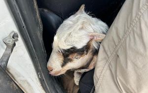 21 arrested for trying to sacrifice a baby goat on the Temple Mount