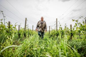 « Il y a beaucoup de casse sur les tiges, des impacts sur les grappes » : la grêle a provoqué des dégâts dans les vignobles de Jurançon