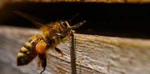 Honeybees may be helping spread tree‑killing myrtle rust – new research