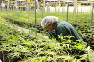 Health Ministry panel seeks to halt use of medical cannabis in smokable form