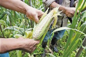 Maíz, la frontera del hambre