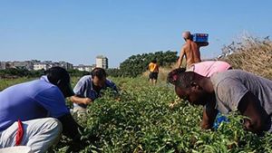 Cooperative senza terra e lavoro grigio, così cambia il caporalato in Piemonte