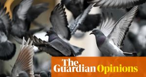 Lasers, hawks and even guns haven’t solved the UK’s pigeon problem. There is a better way
