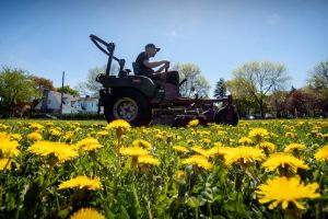 Hanes: How to help pollinators beyond No Mow May