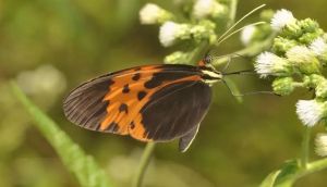 ‘Evolution is not always random’: Study finds same gene reused for 120 million years