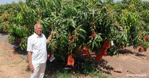 This Mango Looks & Tastes Like Alphonso, but Its Tiny Seed Gives Farmers More Pulp & Better Yields