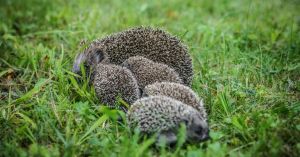The Hedgehog Dilemma